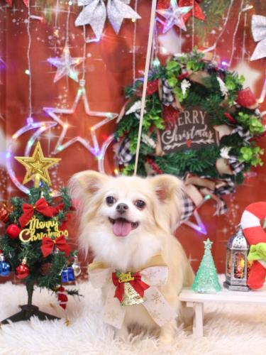 20231210チャッピーちゃん